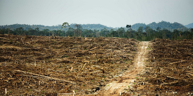 Enlarged view: Destruction of primary rainforest