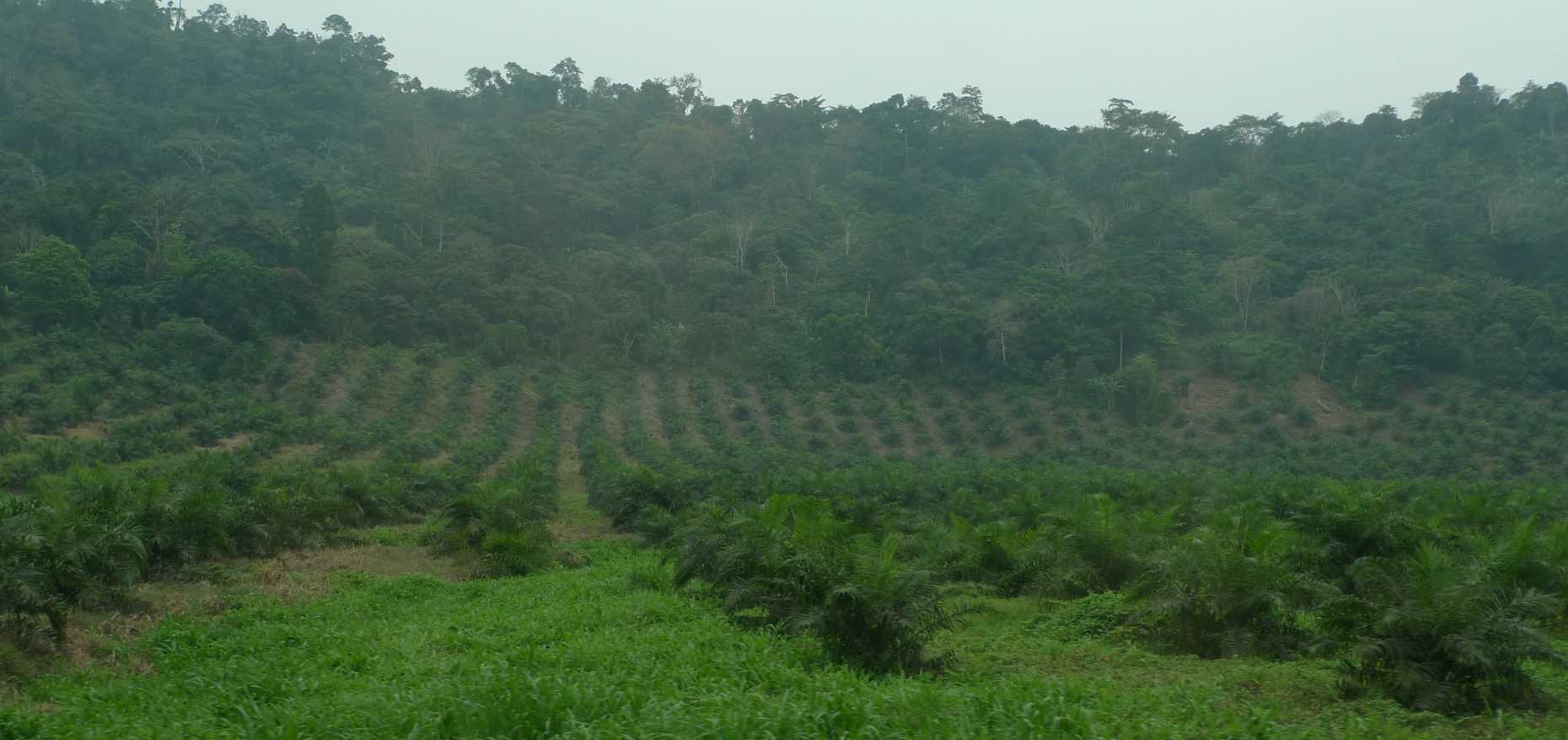Enlarged view: Oil-palm plantation in Cameroon 