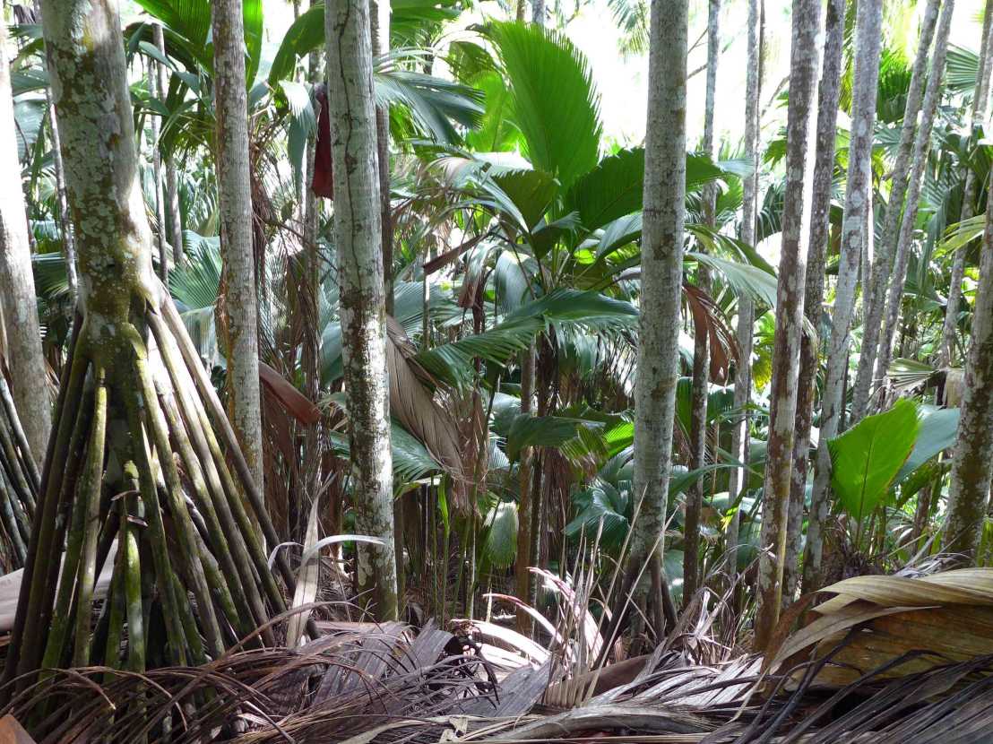 Enlarged view: Palmenarten auf den Seychellen