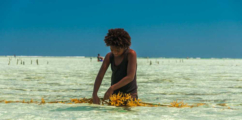 Enlarged view: Algenkultur an Madagaskars Küste