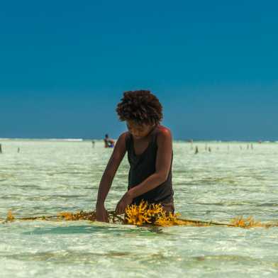 Algenkulturen an Madagaskars Küste