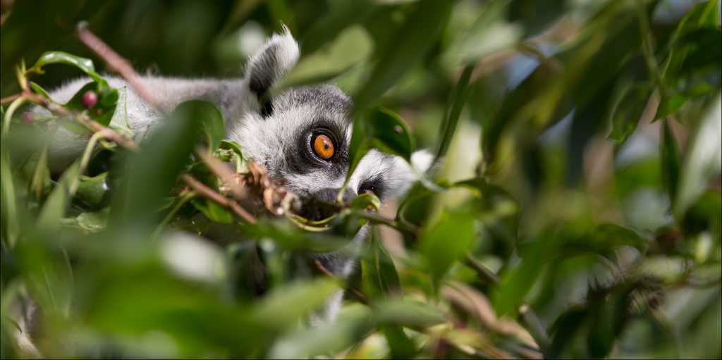 Enlarged view: Lemur im Blätterdickicht