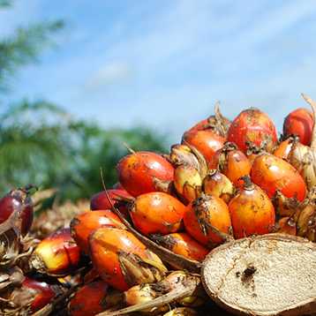 oil palm with seeds
