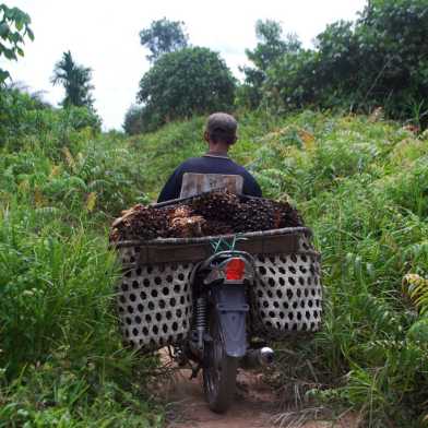 farmer transporting oil palm seeds on a motorbike