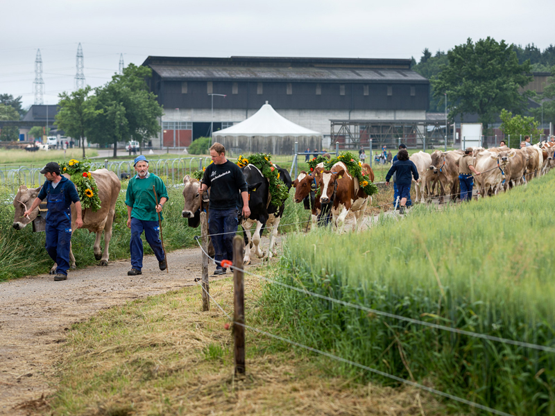 Enlarged view: About 60 cows are moving to Nürensdorf ZH. (Photo: ETH Zurich/Alessandro Della Bella)