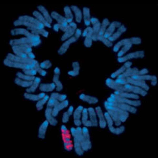 Enlarged view: Chromosomes from a mouse cell 