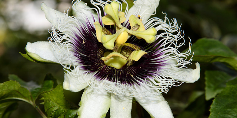 Enlarged view: Pretty invasive: Passiflora edulis, or passionfruit, is an attractive ornamental plant, native to Brazil, Paraguay and Argentina. (image: Leonardo Ré Jorge / Wikimedia Commons) 