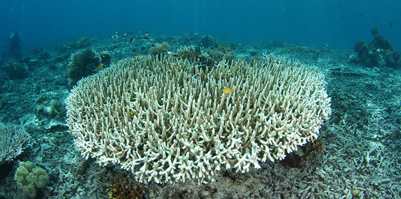 Enlarged view: Once-colorful corals get blanched by a breakup.