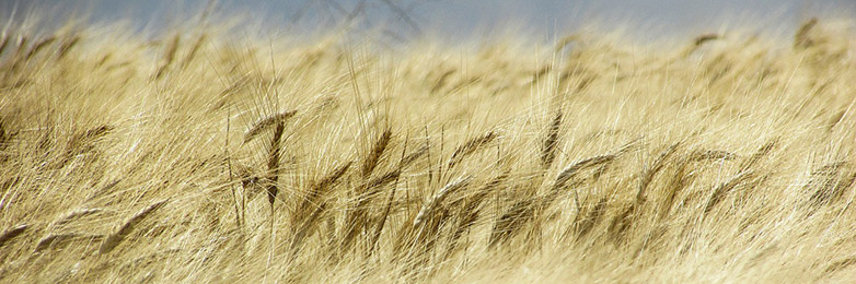 Wheat field (Photo: Pixabay)
