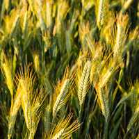 Wheat field. (Image: iStock / Adam Smigielski)
