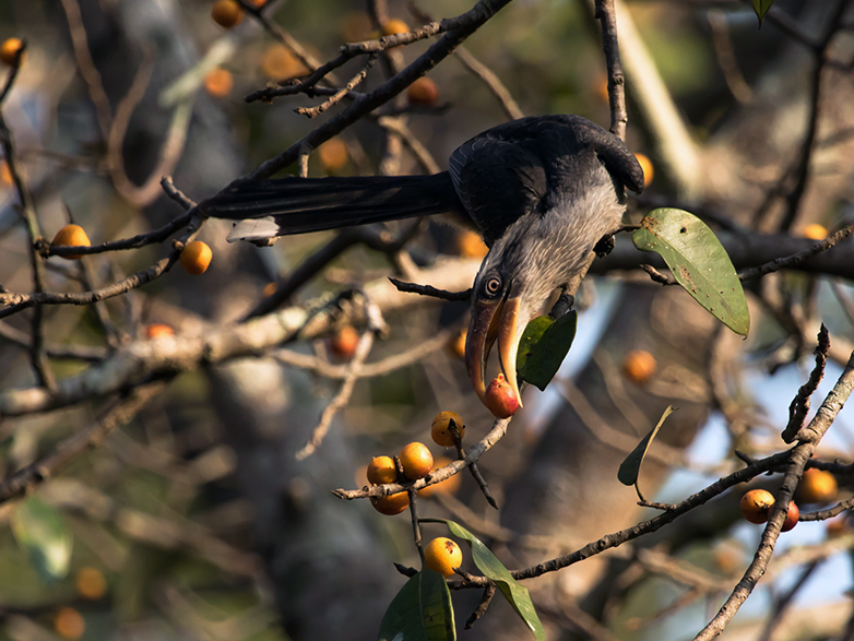 Enlarged view: The Malabar grey hornbill  is seen eating fruit