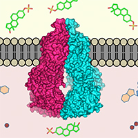 Visualisation transport protein