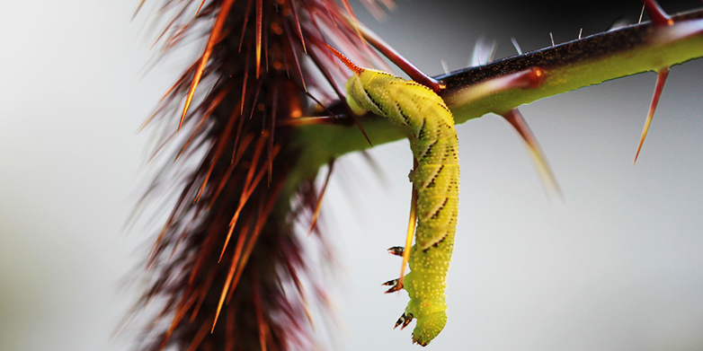 Caterpillar movement between leaves is restricted by the dense spines on leaves and stem in Malevolence (or Purple Devil) <i>Solanum atropurpureum</i>&nbsp;(Image: Rupesh Kariyat / ETH Zürich)