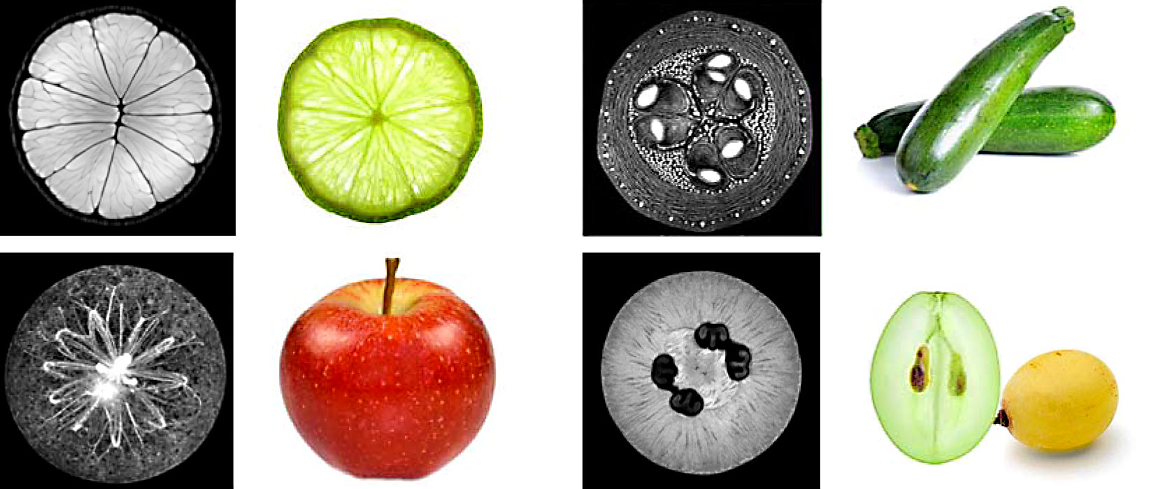 Enlarged view: Scientific images are like windows into the interior of a fruit – interpretation requires an understanding of exactly what they do and do not represent. (Photographs: Markus Rudin / IBT)