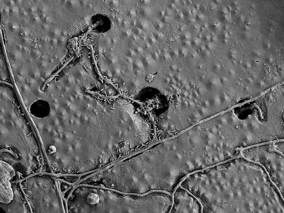 Enlarged view: Fungal hyphae colonize the PBAT film surfaces and use the PBAT carbon in their metabolism.