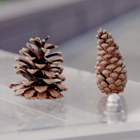 one open pine cone and one closed pine cone