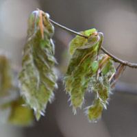 Frost damage to young beech leaves on the Zugerberg