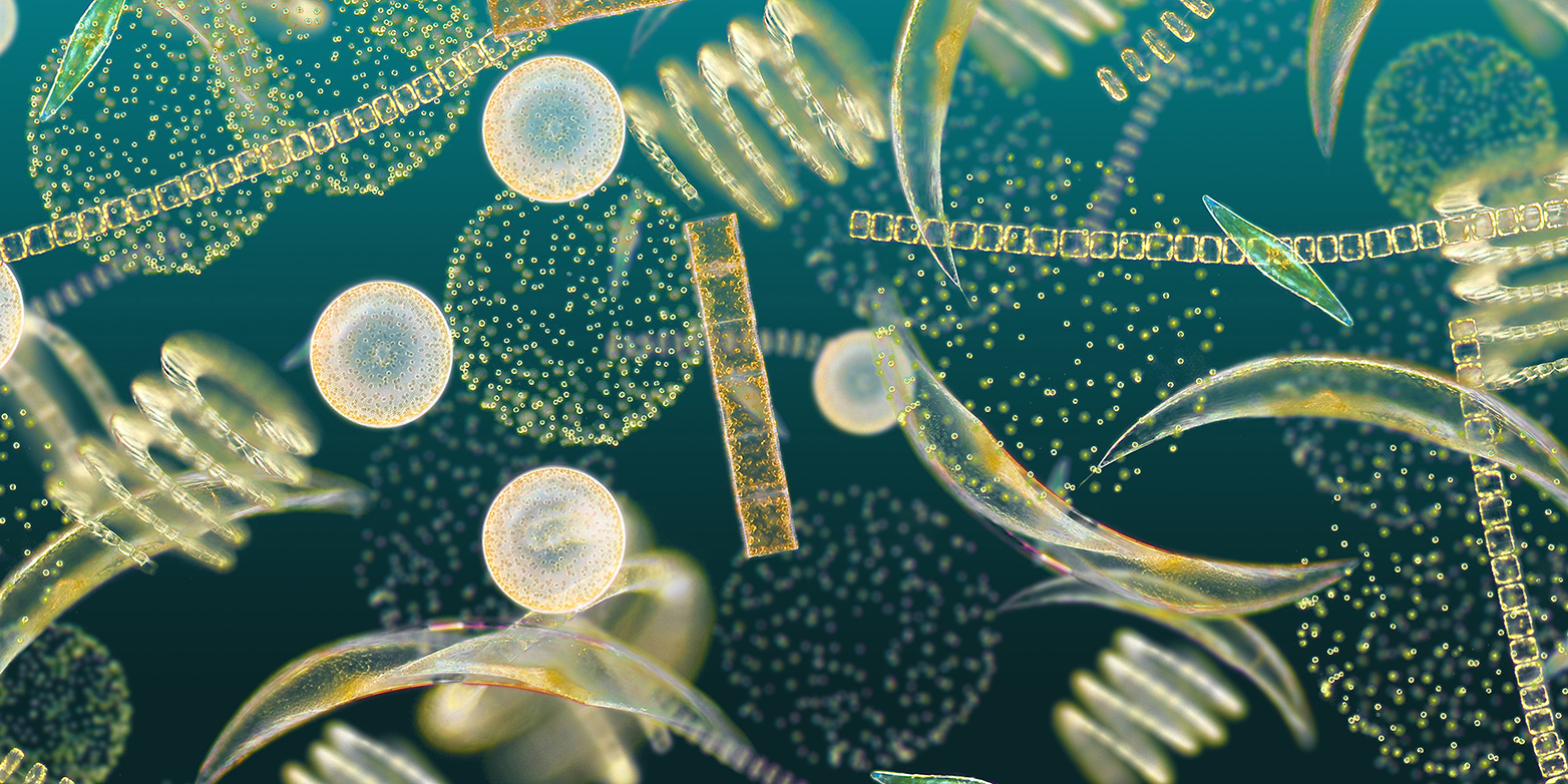 Phytoplankton boasts an amazing variety of forms and species. (Illustration: www.secchidisk.org)