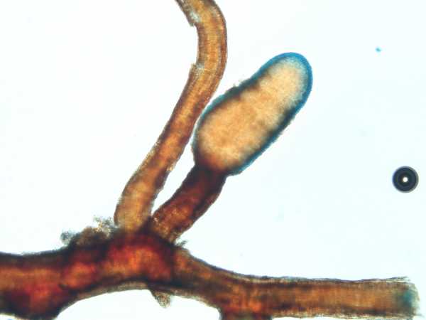 Root tip of the dwarf willow with mycelium of the porcini mushroom (blue).