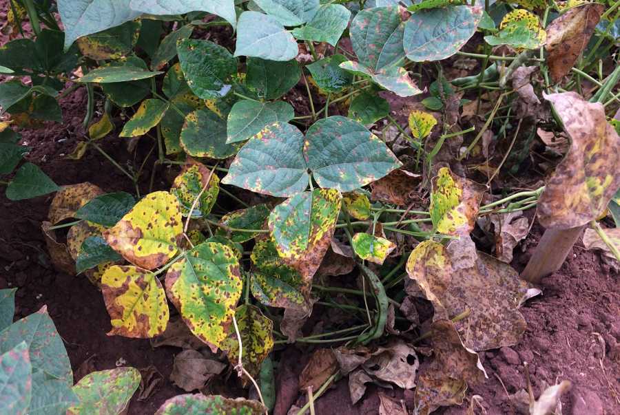 The Angular Leaf Spot disease massively reduces the bean yield. (Photo: M.Nay / ETH Zurich)