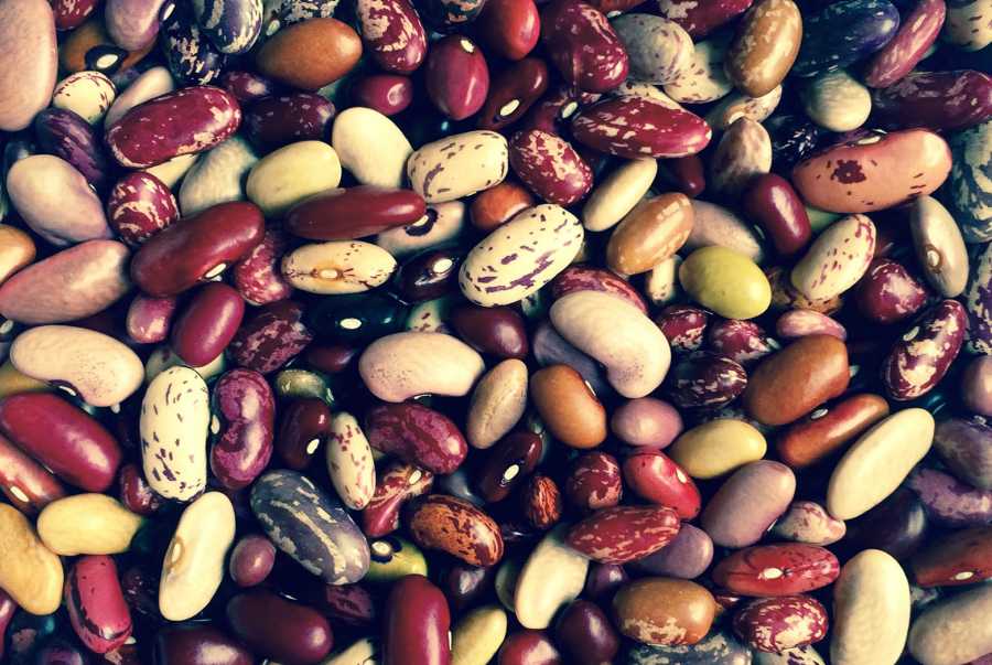 There are thousands of different varieties of beans worldwide. (Photo: M.Nay/ETH Zurich)