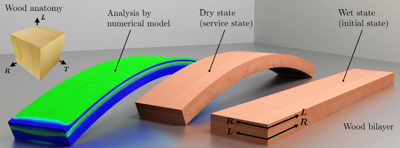The graphic shows the bending of a wood bilayer during drying.