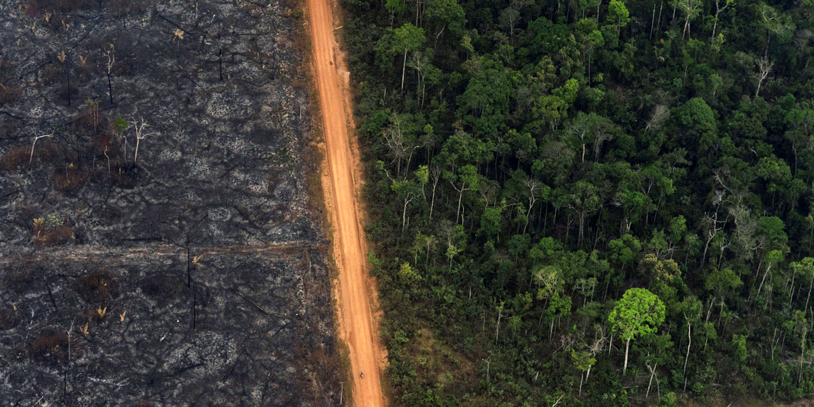 Enlarged view: Deforestation in the South American rainforest extends along roads - as here in the Brazilian Amazon region. (AP Photo/Victor R. Caivano) 