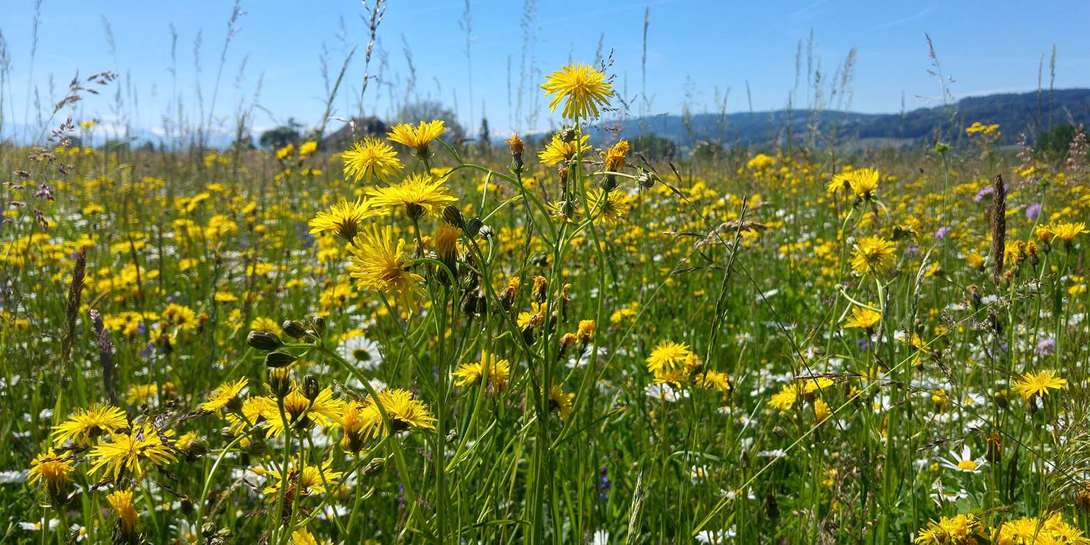 A meadow with more than ten species yields more than a meadow with only one species. (Photograph: Valentin Klaus)