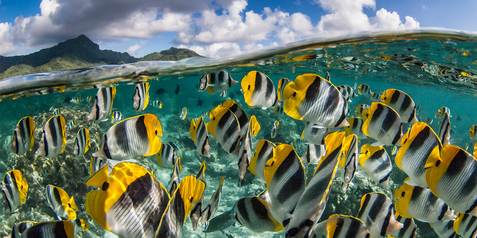 The highest genetic diversity in fish is found in the tropics. (Photograph: iStock)