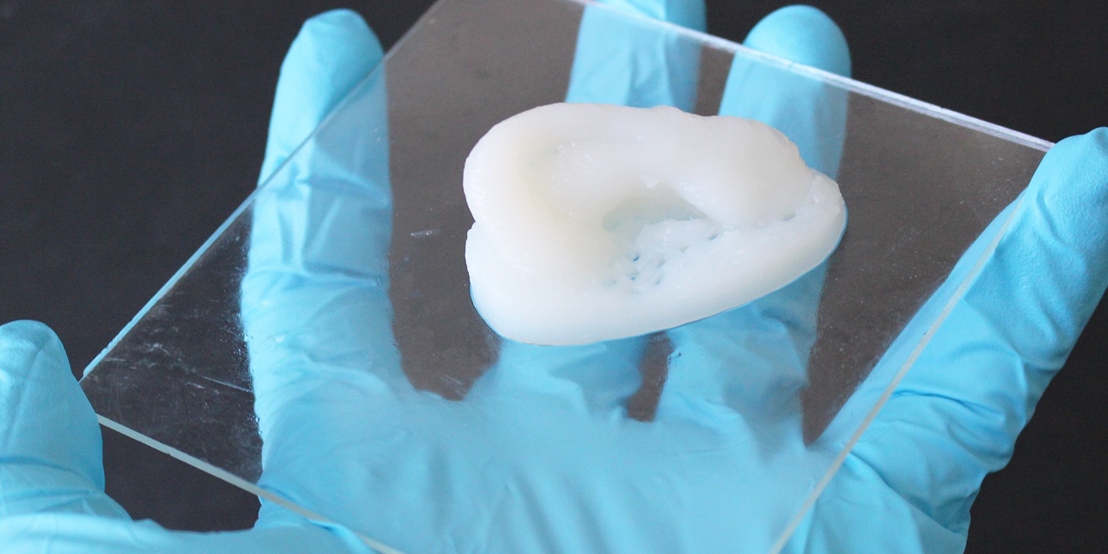 A 3D-printed ear cartilage imitation made of the cellulose composite material. (Photograph: Michael Hausmann / ETH Zurich / Empa)