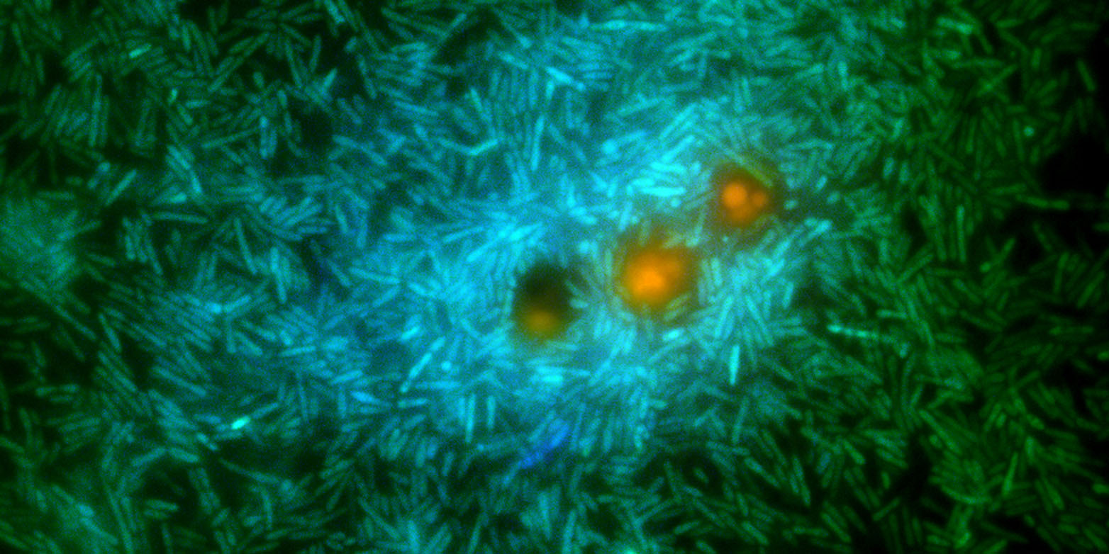 Marine bacteria (green and cyan) feed on nutrients exuding from a genetically modified phytoplankton (orange). These bacteria release a substance called DMS that contributes to cloud formation. (Image: Roman Stocker/Cherry Gao)