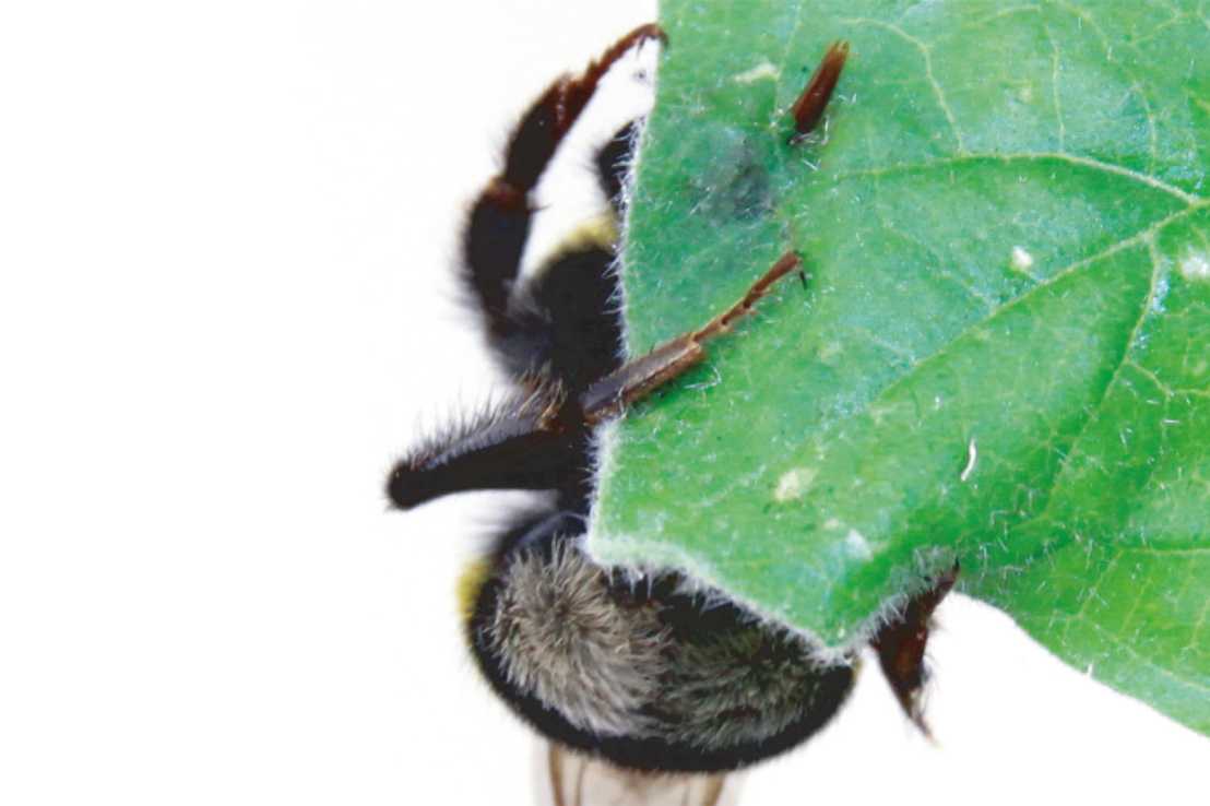 Enlarged view: A bumblebee pierces a leaf with its tongue. (Photograph: Hannier Pulido / ETH Zurich)