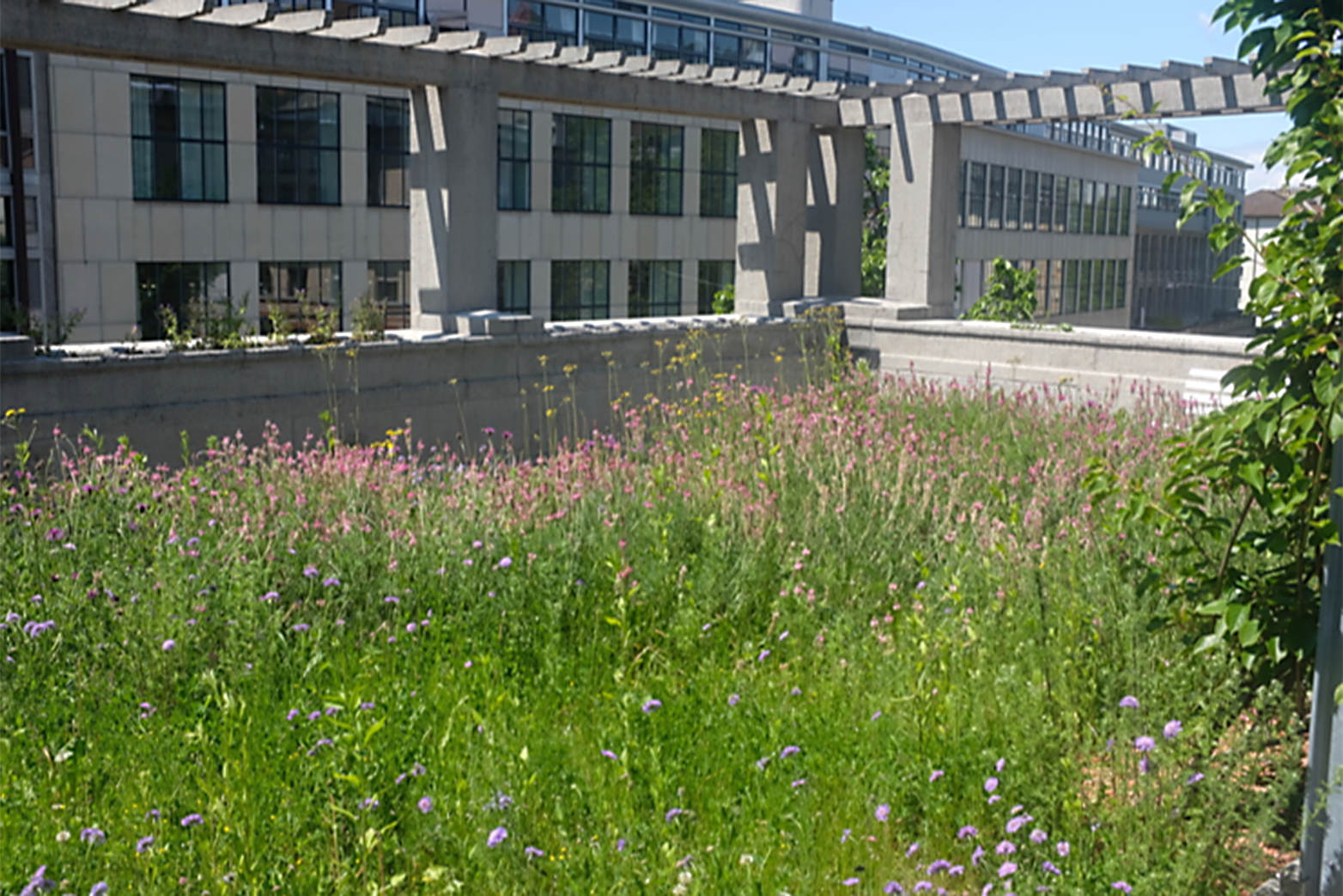 Enlarged view: On this roof terrace at ETH Zurich, the researchers carried out field experiments. If there are plenty of flowers, bumblebees do not harm the plants.