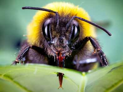 Bumblebee piercing a leave (Photo: Hannier Pulido)