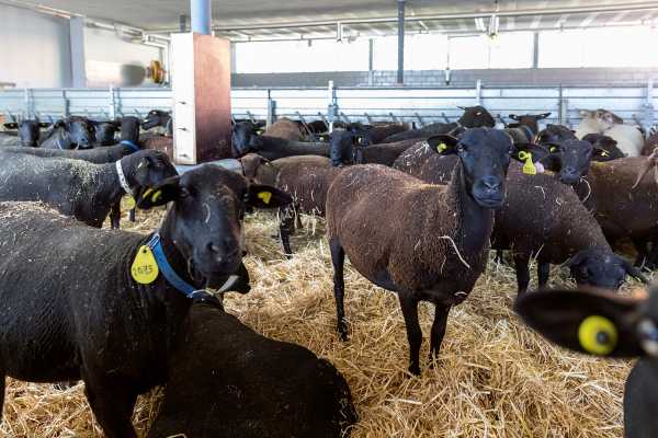 Black-brown mountain sheep in the barn: In summer it's off to the alpine grazing grounds.
