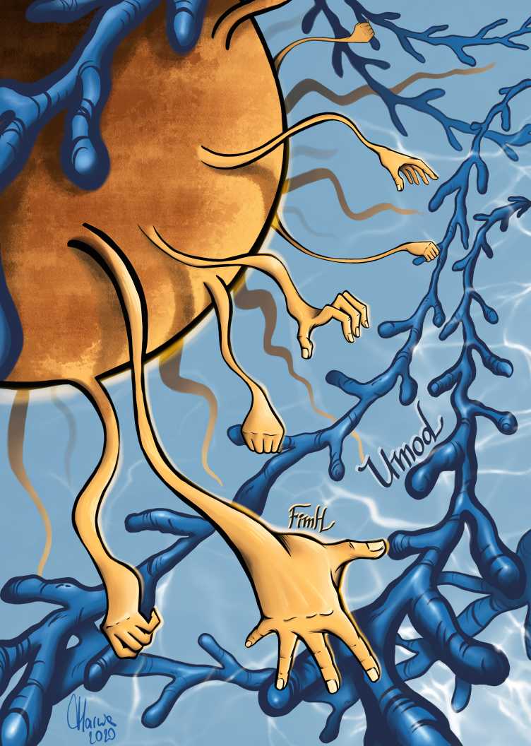 Enlarged view: The uromodulin filaments (blue) bind with the pili (orange) of the <i>E. coli</i> bacteria (brown). This is how uromodulin forms a shield around the pathogens. (Illustration: Marzia Munafò )