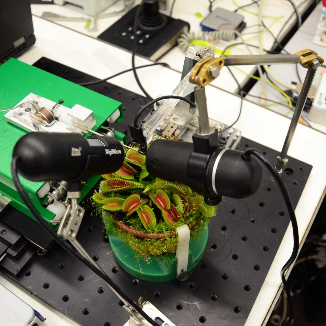 Experimental set-up with Venus flytrap, two cameras, microrobotic system, and load cell.