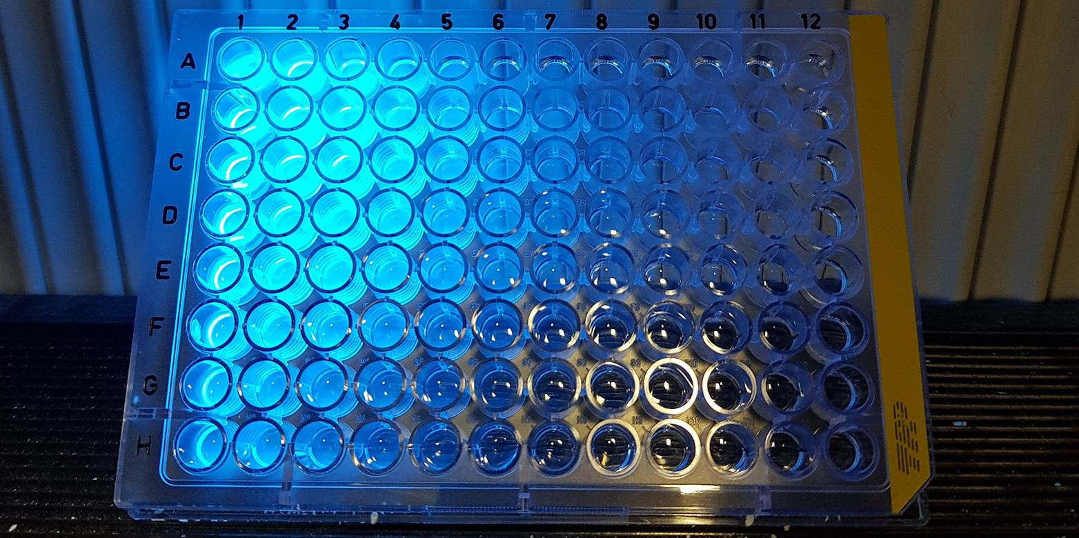 microtiter plate glowing blue