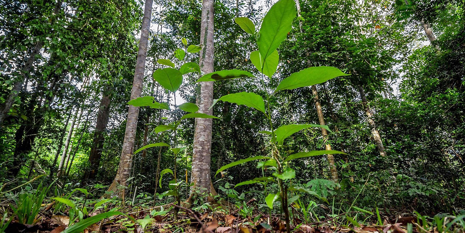 Once almost razed to the ground, now rich rainforest again: For almost 25 years, researchers have accompanied the development of a restored forest area near Sabah in Borneo. (Image: Sonny Royal / SEARRP)