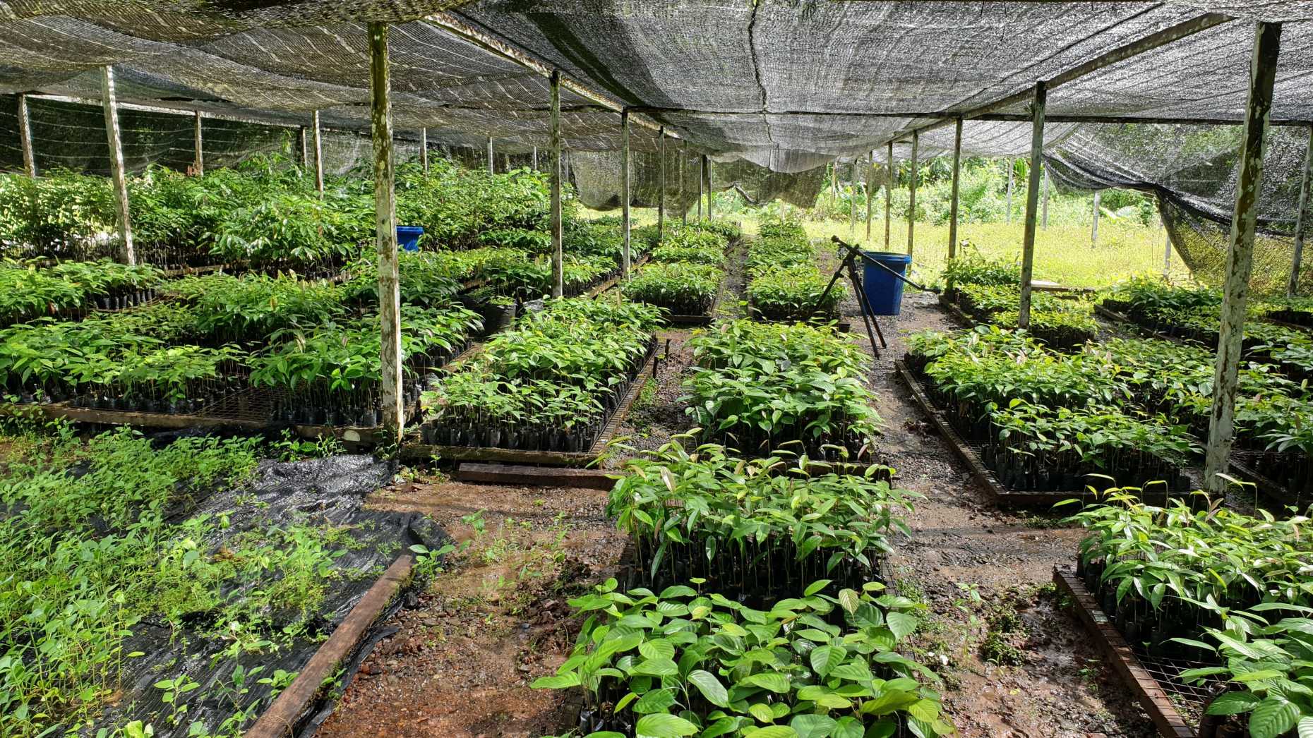 Dipterocarp seeds are collected in primary forest and grown in huge nursery’s to ensure there is sufficient planting material for restoration efforts. (Image: Michael O’Brien / SEARRP).
