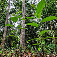 Restored forest on Sabah