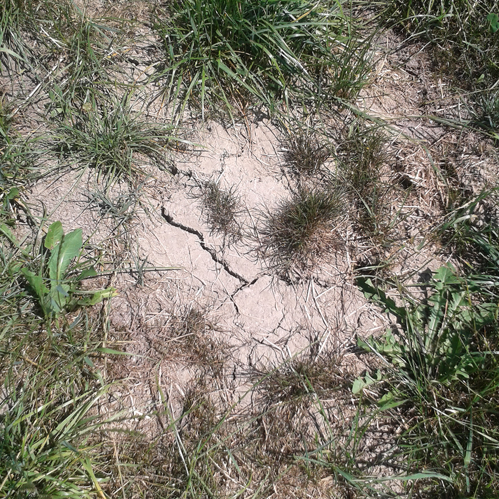 The soil at the Chamau meadow dried out considerably in the summer of 2018; grass production declined accordingly. ( Photograph :&nbsp; Iris Feigenwinter / ETH Zurich)