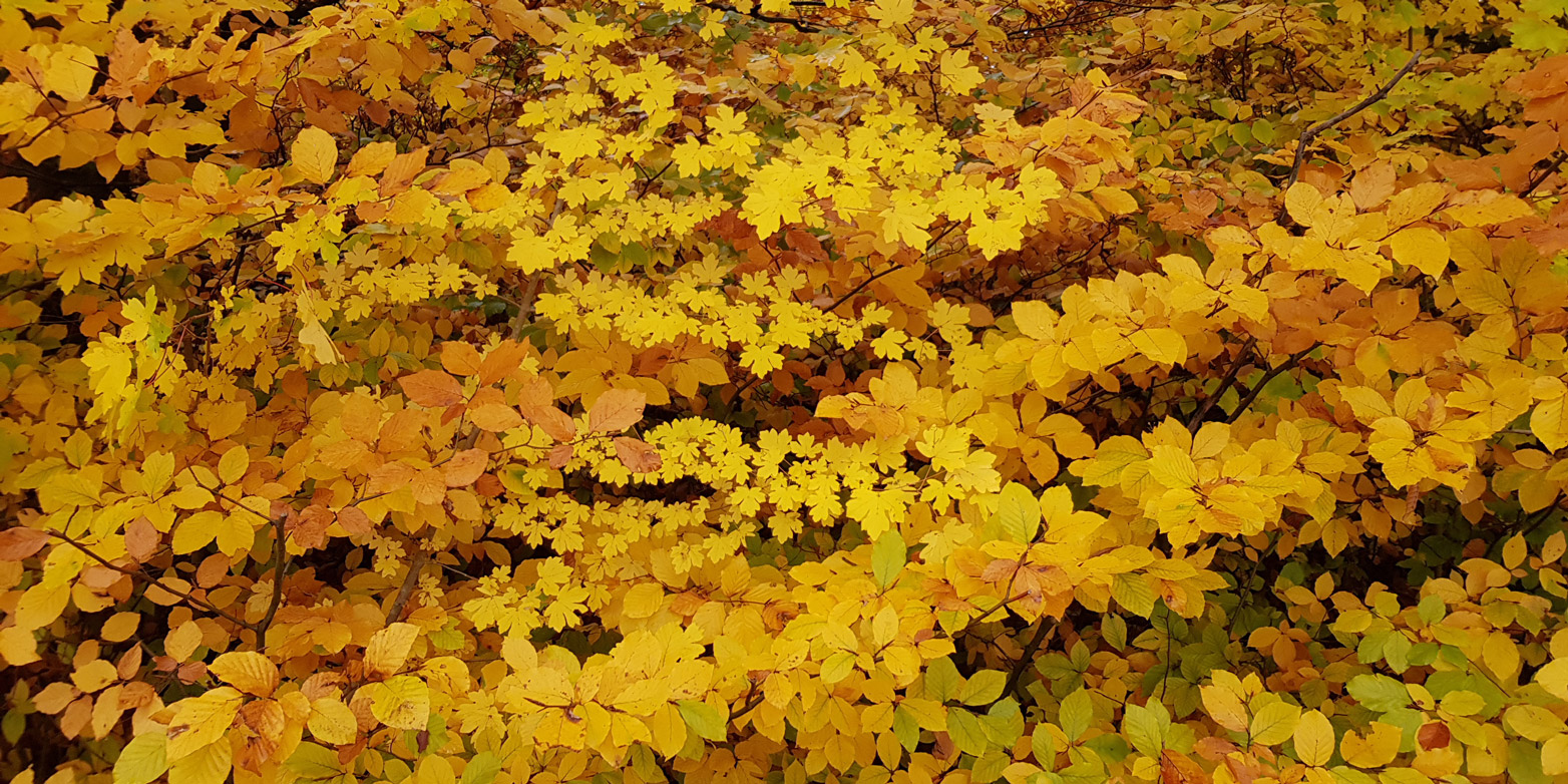 Leaves change colour in autumn. As global warming continues, this could start happening earlier in the year – and not later as generally expected. Image: Autumn leaves. (Image: Peter Rüegg / ETH Zurich)