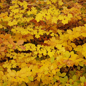 Deciduous leaves in autumn