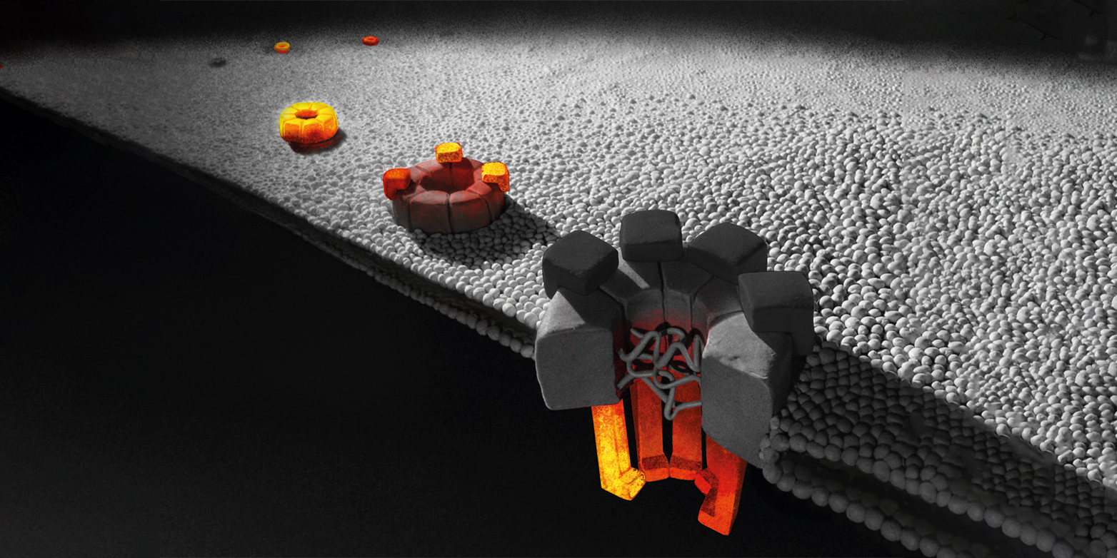 The nuclear pore complexes (orange structures), some of which are in the process of assembly, are among the largest protein complexes in a cell. (Visualisation: Olga V Posukh,&nbsp;Institute of Molecular and Cellular Biology, Novosibirsk)