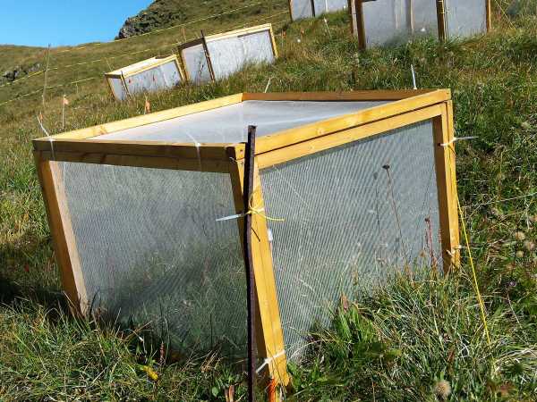 Translocated grasshoppers were held captive in these cages. (Photo: P. Descombes)