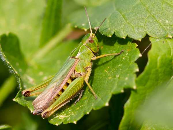 The Common Green Grasshopper 
<i>Omocestus viridulus</i>. (Photo: C. Roesti)
