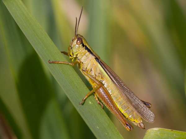 Leak Grasshopper  
<i>Mecostethus parapleurus</i>. (Photo: C. Roesti)