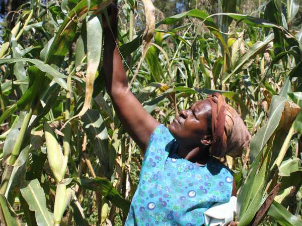 Woman inspects corn in field