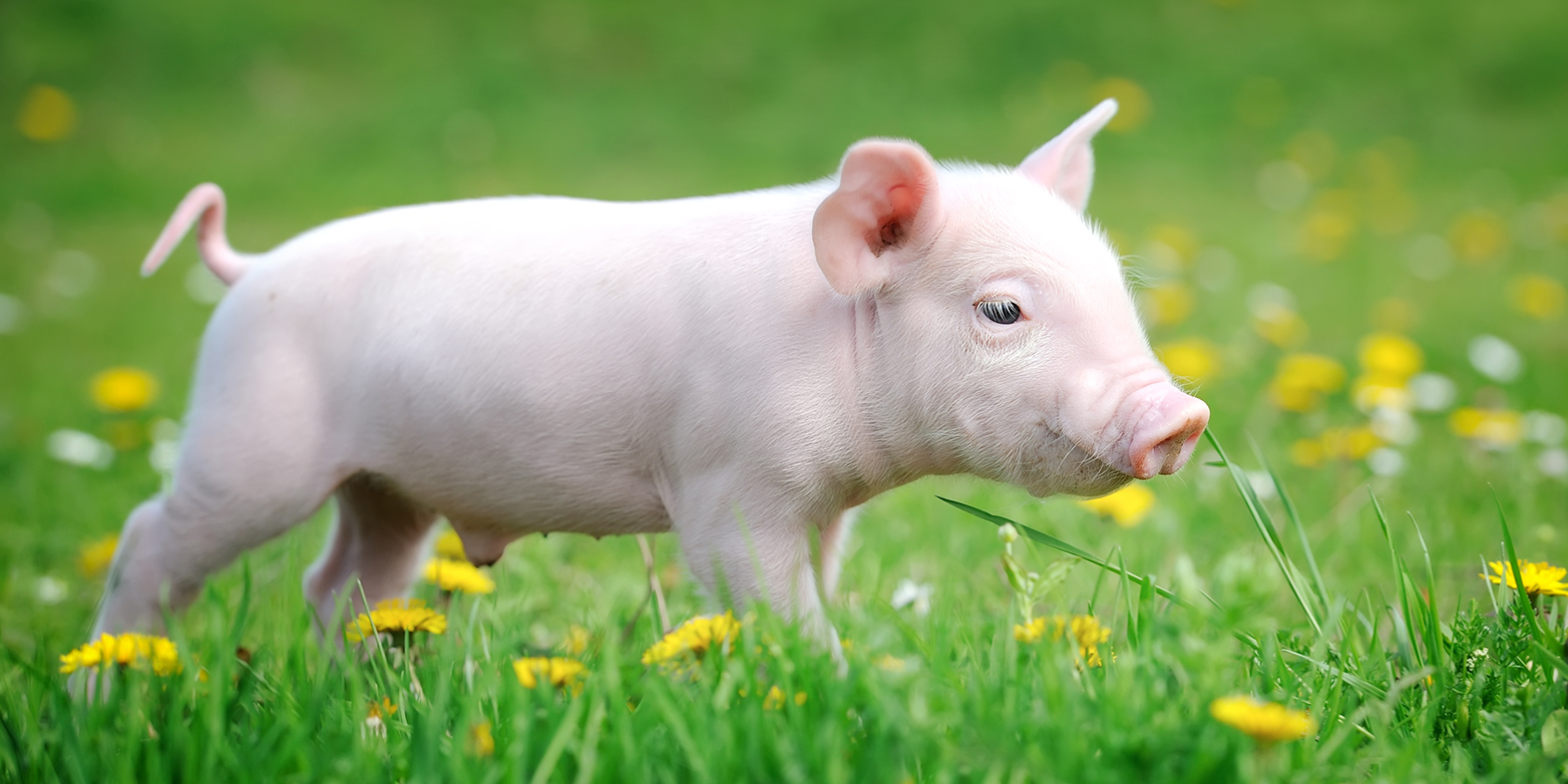Piglet on a meadow